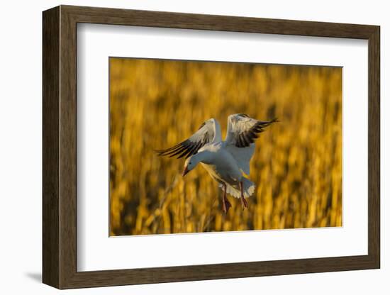 USA, New Mexico, Bosque Del Apache Nwr. Snow Goose Landing-Jaynes Gallery-Framed Photographic Print