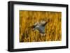 USA, New Mexico, Bosque Del Apache Nwr. Snow Goose Landing-Jaynes Gallery-Framed Photographic Print