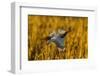 USA, New Mexico, Bosque Del Apache Nwr. Snow Goose Landing-Jaynes Gallery-Framed Photographic Print