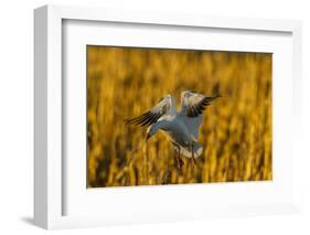 USA, New Mexico, Bosque Del Apache Nwr. Snow Goose Landing-Jaynes Gallery-Framed Photographic Print