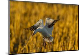 USA, New Mexico, Bosque Del Apache Nwr. Snow Goose Landing-Jaynes Gallery-Mounted Photographic Print