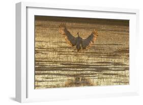 USA, New Mexico, Bosque del Apache. Sandhill crane landing at sunset.-Jaynes Gallery-Framed Photographic Print