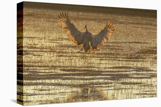 USA, New Mexico, Bosque del Apache. Sandhill crane landing at sunset.-Jaynes Gallery-Stretched Canvas