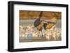 USA, New Mexico, Bosque del Apache. Sandhill crane landing.-Jaynes Gallery-Framed Photographic Print