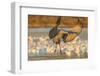 USA, New Mexico, Bosque del Apache. Sandhill crane landing.-Jaynes Gallery-Framed Photographic Print