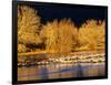 USA, New Mexico, Bosque del Apache, Sandhill cranes at dawn-Terry Eggers-Framed Photographic Print