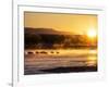 USA, New Mexico, Bosque del Apache, Sandhill cranes at dawn-Terry Eggers-Framed Photographic Print