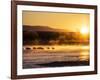 USA, New Mexico, Bosque del Apache, Sandhill cranes at dawn-Terry Eggers-Framed Photographic Print