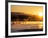 USA, New Mexico, Bosque del Apache, Sandhill cranes at dawn-Terry Eggers-Framed Photographic Print