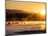 USA, New Mexico, Bosque del Apache, Sandhill cranes at dawn-Terry Eggers-Mounted Photographic Print