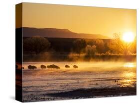 USA, New Mexico, Bosque del Apache, Sandhill cranes at dawn-Terry Eggers-Stretched Canvas