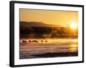 USA, New Mexico, Bosque del Apache, Sandhill cranes at dawn-Terry Eggers-Framed Photographic Print