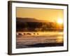 USA, New Mexico, Bosque del Apache, Sandhill cranes at dawn-Terry Eggers-Framed Photographic Print