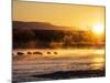 USA, New Mexico, Bosque del Apache, Sandhill cranes at dawn-Terry Eggers-Mounted Photographic Print