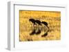 USA, New Mexico, Bosque del Apache. Sandhill cranes backlit at sunset.-Jaynes Gallery-Framed Photographic Print