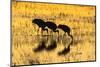 USA, New Mexico, Bosque del Apache. Sandhill cranes backlit at sunset.-Jaynes Gallery-Mounted Photographic Print