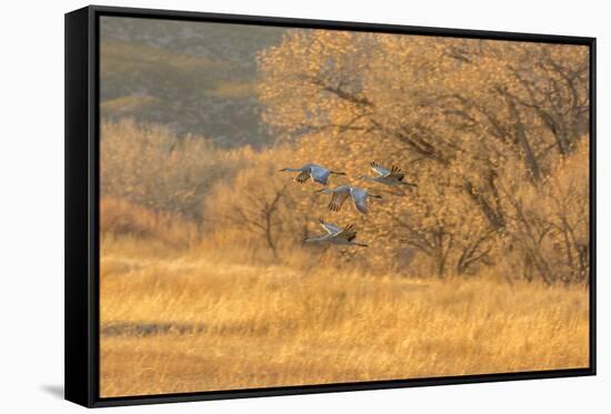 USA, New Mexico, Bosque del Apache. Sandhill cranes flying at sunset.-Jaynes Gallery-Framed Stretched Canvas