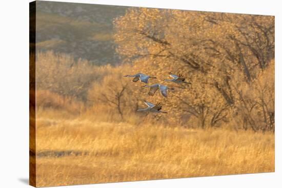 USA, New Mexico, Bosque del Apache. Sandhill cranes flying at sunset.-Jaynes Gallery-Stretched Canvas