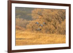 USA, New Mexico, Bosque del Apache. Sandhill cranes flying at sunset.-Jaynes Gallery-Framed Photographic Print