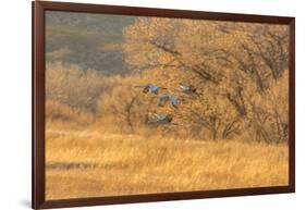 USA, New Mexico, Bosque del Apache. Sandhill cranes flying at sunset.-Jaynes Gallery-Framed Photographic Print