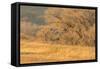USA, New Mexico, Bosque del Apache. Sandhill cranes flying at sunset.-Jaynes Gallery-Framed Stretched Canvas