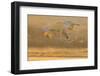 USA, New Mexico, Bosque del Apache. Sandhill cranes flying at sunset.-Jaynes Gallery-Framed Photographic Print