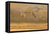 USA, New Mexico, Bosque del Apache. Sandhill cranes flying at sunset.-Jaynes Gallery-Framed Stretched Canvas