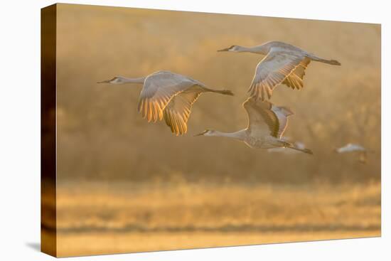 USA, New Mexico, Bosque del Apache. Sandhill cranes flying at sunset.-Jaynes Gallery-Stretched Canvas