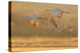 USA, New Mexico, Bosque del Apache. Sandhill cranes flying at sunset.-Jaynes Gallery-Stretched Canvas