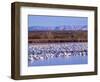 USA, New Mexico, Bosque del Apache, Snow Geese at dawn-Terry Eggers-Framed Photographic Print