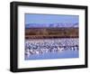 USA, New Mexico, Bosque del Apache, Snow Geese at dawn-Terry Eggers-Framed Photographic Print