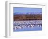 USA, New Mexico, Bosque del Apache, Snow Geese at dawn-Terry Eggers-Framed Photographic Print