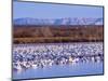 USA, New Mexico, Bosque del Apache, Snow Geese at dawn-Terry Eggers-Mounted Photographic Print