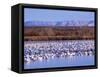 USA, New Mexico, Bosque del Apache, Snow Geese at dawn-Terry Eggers-Framed Stretched Canvas