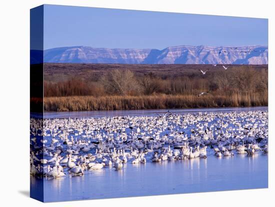 USA, New Mexico, Bosque del Apache, Snow Geese at dawn-Terry Eggers-Stretched Canvas