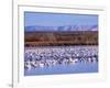 USA, New Mexico, Bosque del Apache, Snow Geese at dawn-Terry Eggers-Framed Photographic Print