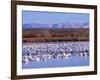 USA, New Mexico, Bosque del Apache, Snow Geese at dawn-Terry Eggers-Framed Photographic Print