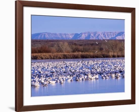 USA, New Mexico, Bosque del Apache, Snow Geese at dawn-Terry Eggers-Framed Photographic Print