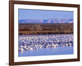 USA, New Mexico, Bosque del Apache, Snow Geese at dawn-Terry Eggers-Framed Photographic Print