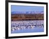 USA, New Mexico, Bosque del Apache, Snow Geese at dawn-Terry Eggers-Framed Photographic Print