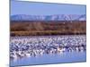 USA, New Mexico, Bosque del Apache, Snow Geese at dawn-Terry Eggers-Mounted Photographic Print