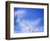 USA, New Mexico, Bosque del Apache, Snow Geese Flying in a V Pattern-Terry Eggers-Framed Photographic Print
