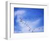 USA, New Mexico, Bosque del Apache, Snow Geese Flying in a V Pattern-Terry Eggers-Framed Photographic Print