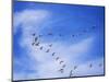 USA, New Mexico, Bosque del Apache, Snow Geese Flying in a V Pattern-Terry Eggers-Mounted Photographic Print