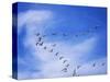 USA, New Mexico, Bosque del Apache, Snow Geese Flying in a V Pattern-Terry Eggers-Stretched Canvas
