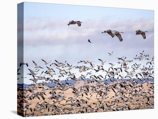 USA, New Mexico, Bosque del Apache, Snow Geese following sand Hill Cranes-Terry Eggers-Stretched Canvas