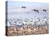 USA, New Mexico, Bosque del Apache, Snow Geese following sand Hill Cranes-Terry Eggers-Stretched Canvas