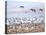 USA, New Mexico, Bosque del Apache, Snow Geese following sand Hill Cranes-Terry Eggers-Stretched Canvas