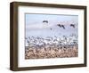 USA, New Mexico, Bosque del Apache, Snow Geese following sand Hill Cranes-Terry Eggers-Framed Photographic Print