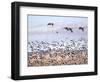 USA, New Mexico, Bosque del Apache, Snow Geese following sand Hill Cranes-Terry Eggers-Framed Photographic Print